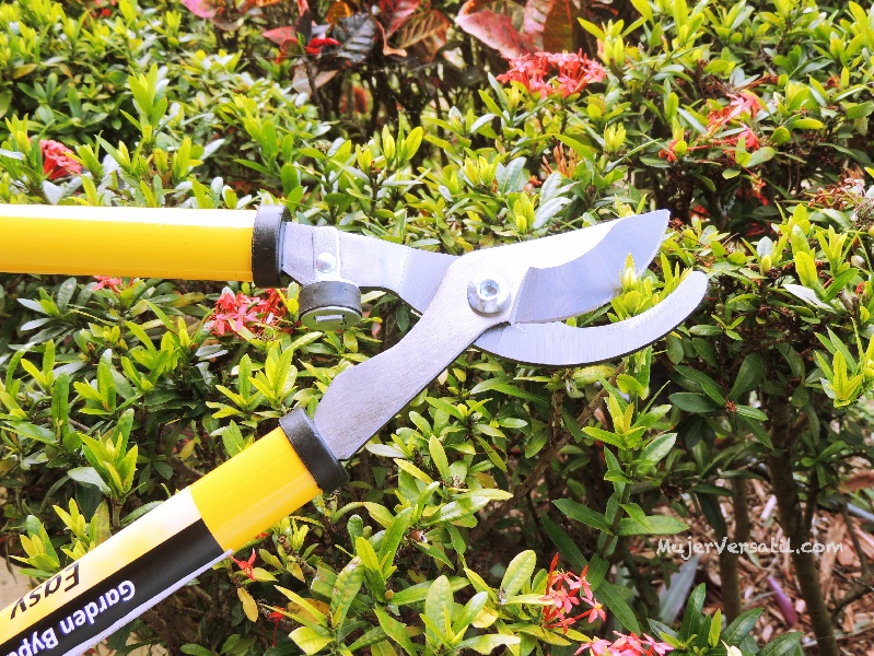 #LoveYourLawn
